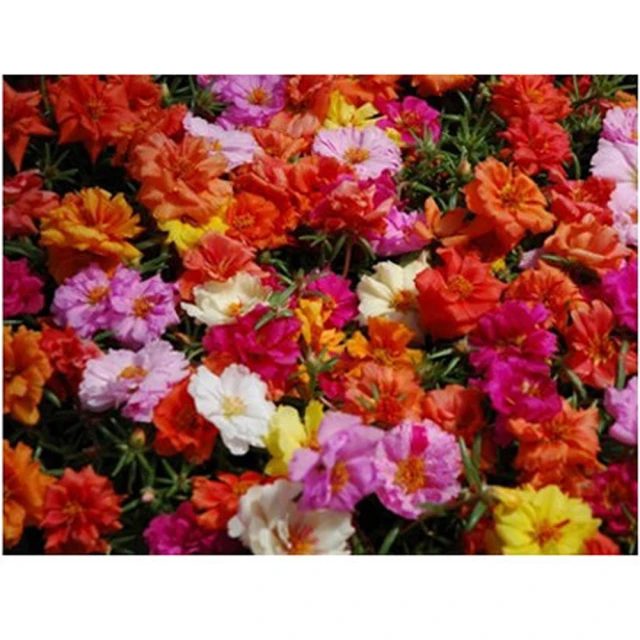 (H37)二手CD~日本 演歌巨星10-桂銀淑~試播如圖~ 歷史價格詳細信息