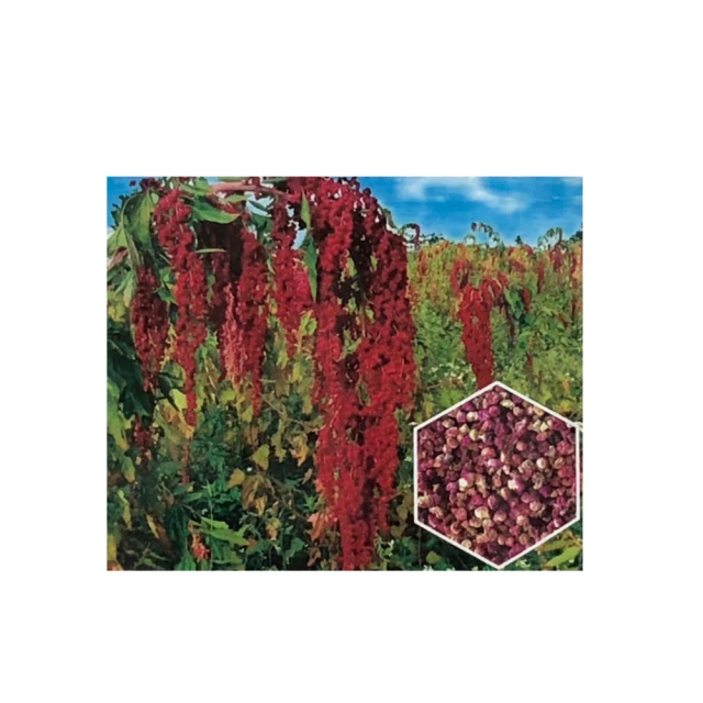 【蔬菜工坊】台灣專利製造農總黏誘蟲黏紙--30張/包 (直立式) 歷史價格詳細信息