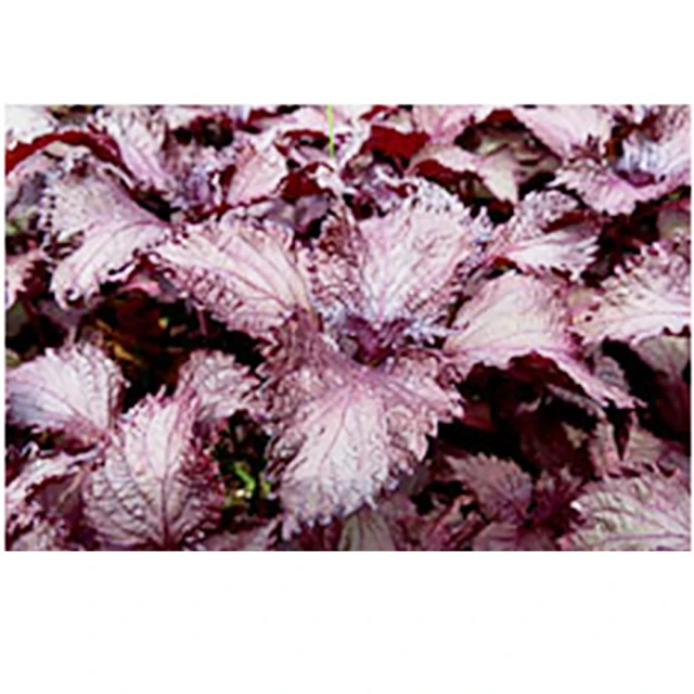 【蔬菜工坊】紅火山石-中粒5~8mm(1公斤分裝包) 歷史價格詳細信息