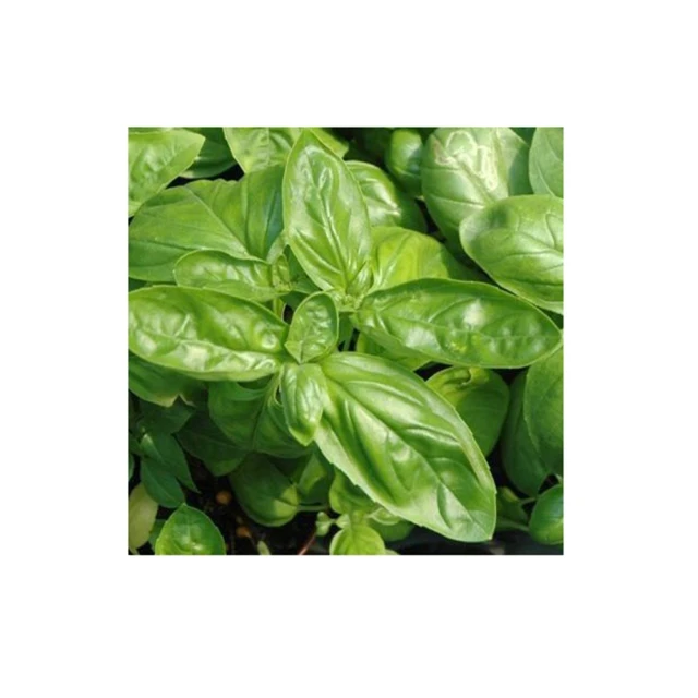 【蔬菜工坊】K12.甜羅勒種子 歷史價格詳細信息