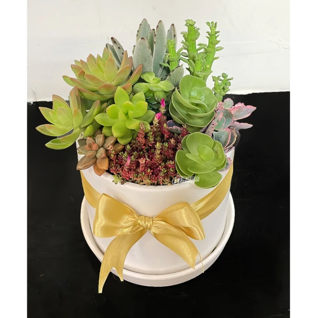 帶肉標原版西太后彩鋯貝殼愛心項鍊耳環小眾輕奢款套裝（滿599免運） 歷史價格詳細信息