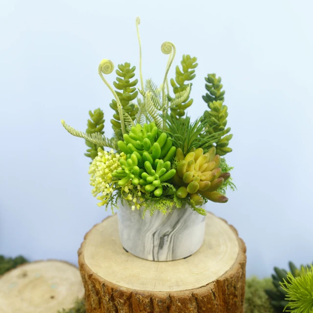 真· 多肉植物 公仔盒裝版 轉蛋 盒玩 (五款+一款隨機 整套販售) 【GAME休閒館】 歷史價格詳細信息