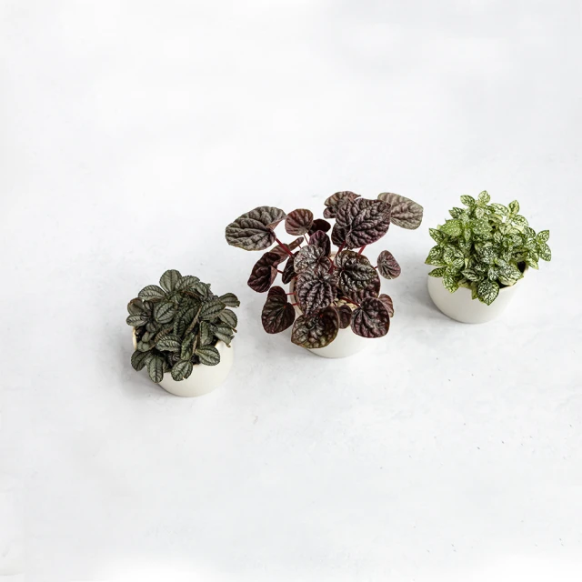 【花意空間】觀音蓮仿真植栽(仿真植物 人造盆栽) 歷史價格詳細信息