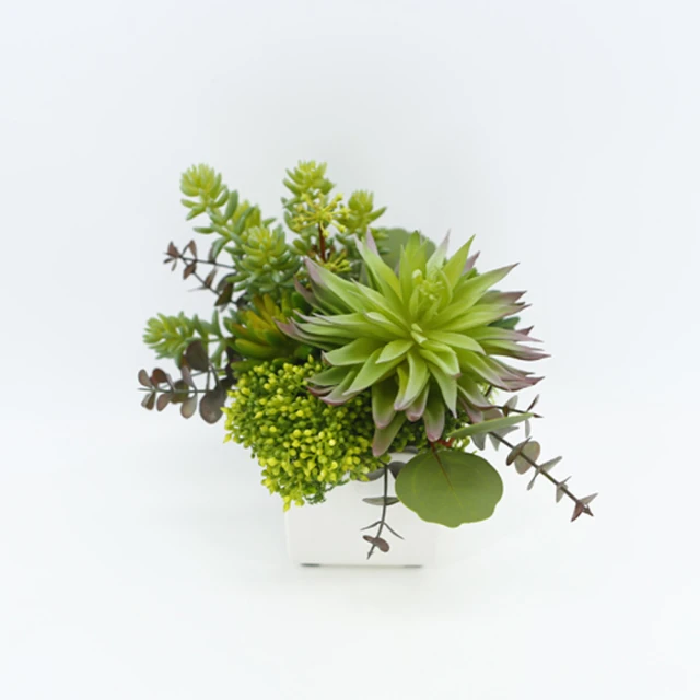 真· 多肉植物 公仔盒裝版 轉蛋 盒玩 (五款+一款隨機 整套販售) 【GAME休閒館】 歷史價格詳細信息