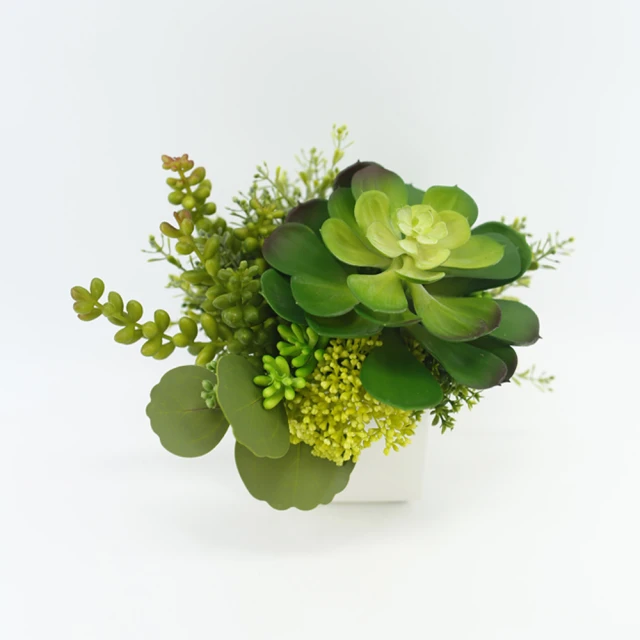 真· 多肉植物 公仔盒裝版 轉蛋 盒玩 (五款+一款隨機 整套販售) 【GAME休閒館】 歷史價格詳細信息