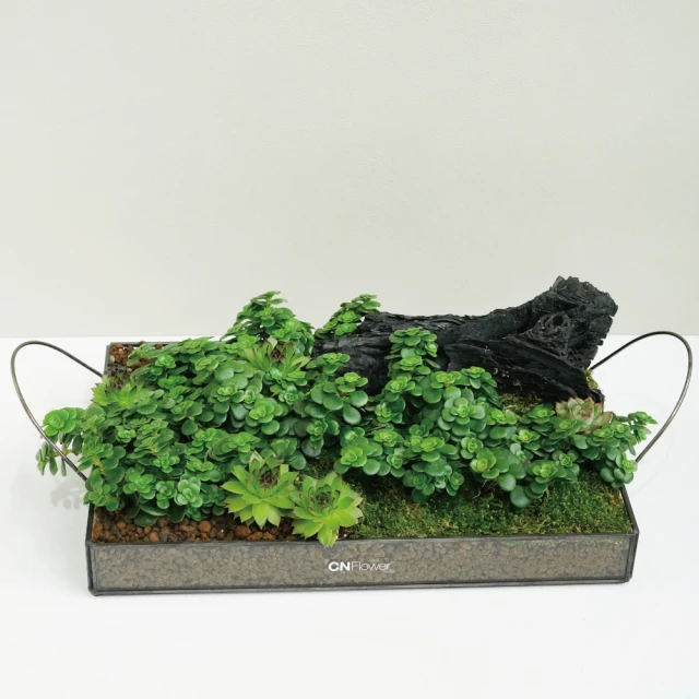 【CNFlower 西恩】森林家宴 多肉植栽(送禮/植栽/植物/觀葉植物/多肉) 歷史價格詳細信息