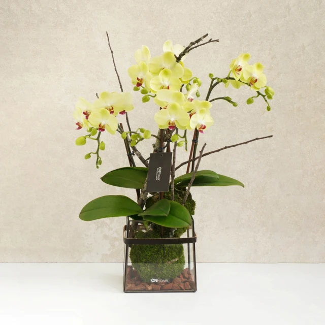 蘭花栽培小百科  殷華林 編著 歷史價格詳細信息