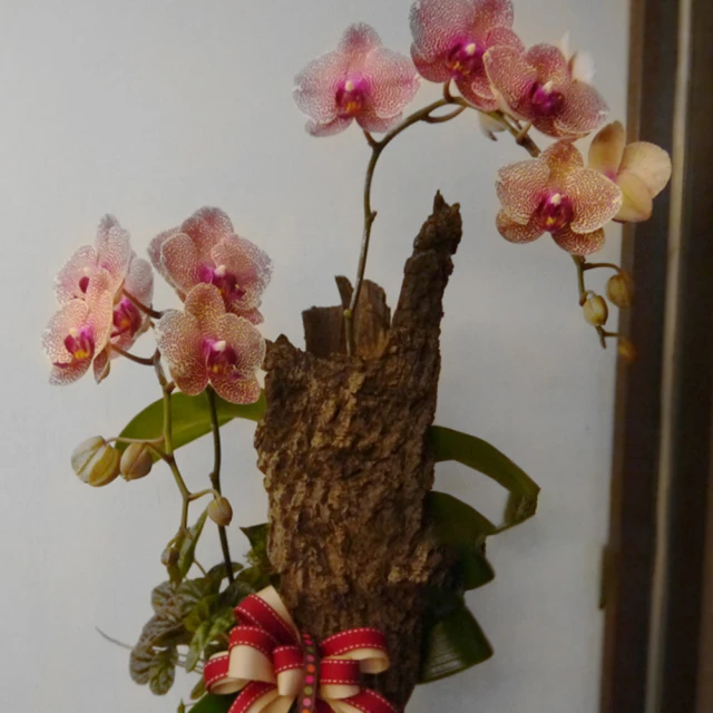 蘭花與蒲公英：讓孩子的敏感天性 成為肯定自我、發揮潛力、強化韌性的助力 歷史價格詳細信息