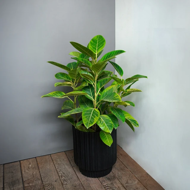 【居家擺飾】金邊透明玻璃收納筒(筆筒 筷子 置物架 小花瓶 化妝品 桌面桌上 餐具 刷具 辦公室 學生) 歷史價格詳細信息