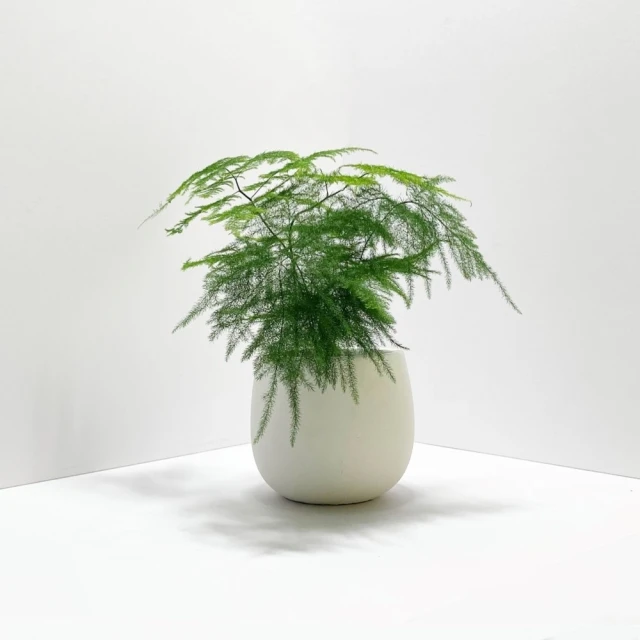 【原植】文竹(送禮 室內 植物 植栽) 歷史價格詳細信息