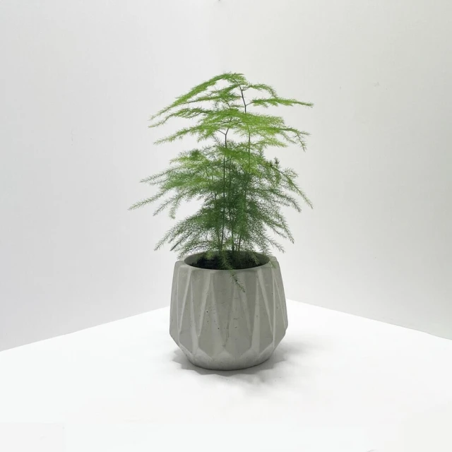 室內植物圖鑑：觀葉×多肉，從品種、挑選到照護，輕鬆打造植感生活 歷史價格詳細信息