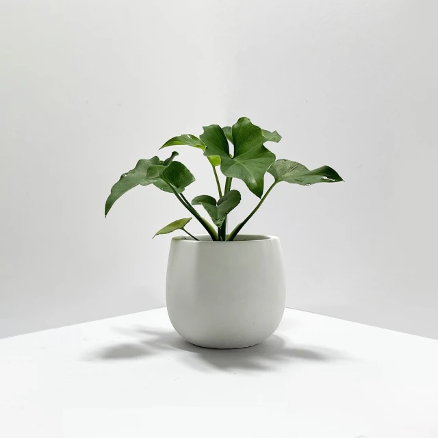 室內植物圖鑑：觀葉×多肉，從品種、挑選到照護，輕鬆打造植感生活 歷史價格詳細信息