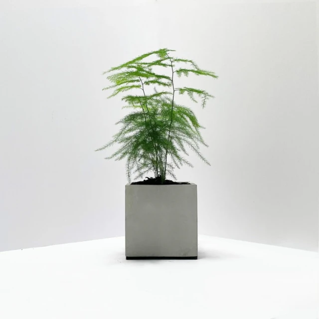 室內植物圖鑑：觀葉×多肉，從品種、挑選到照護，輕鬆打造植感生活 歷史價格詳細信息
