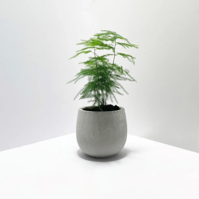 室內植物圖鑑：觀葉×多肉，從品種、挑選到照護，輕鬆打造植感生活 歷史價格詳細信息