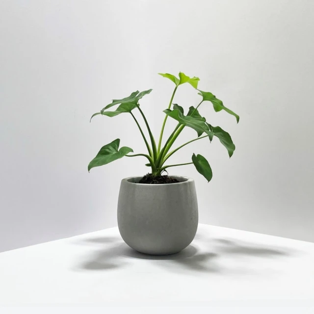 【原植】小天使(送禮 室內 植物 植栽) 歷史價格詳細信息