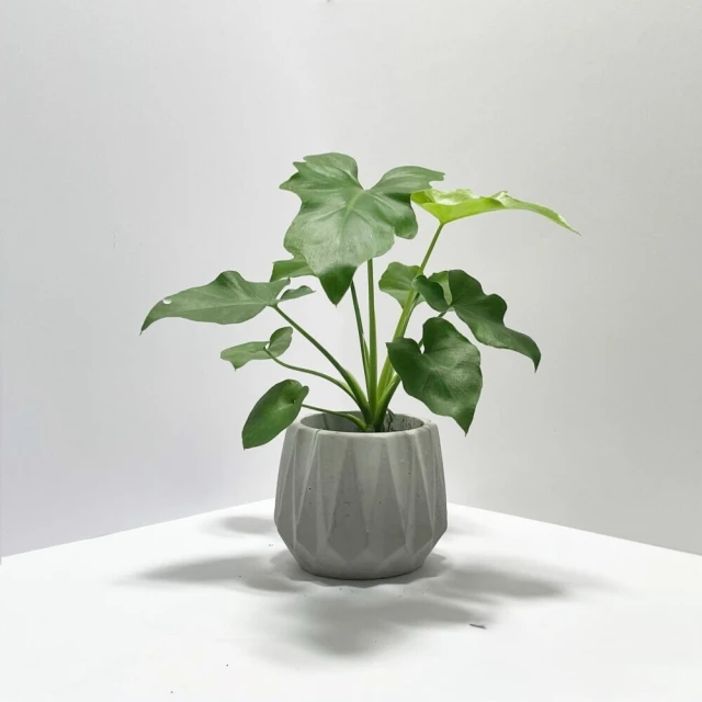 【原植】小天使(送禮 室內 植物 植栽) 歷史價格詳細信息
