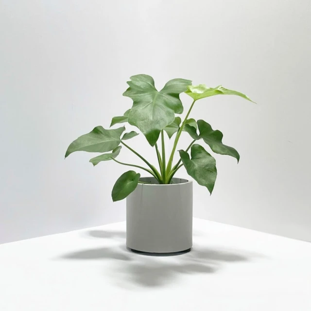 【原植】小天使(送禮 室內 植物 植栽) 歷史價格詳細信息