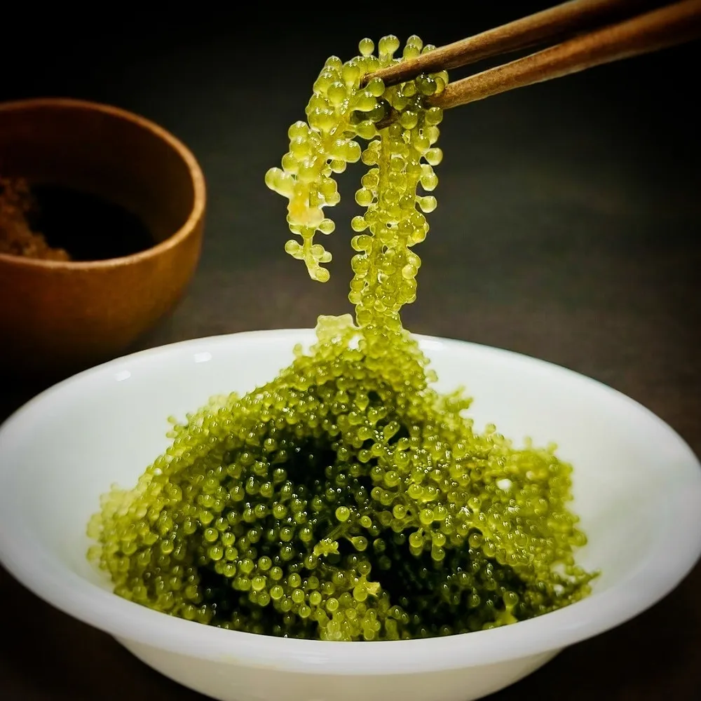 【OTOSAN】鹽漬海葡萄 海葡萄沙拉 涼拌海葡萄 素食可 10包入(泡開即食 綠色魚子醬) 歷史價格詳細信息