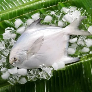 【華得水產】野生智利特大鮑魚8包組(1包2入-總共250g/包) 歷史價格詳細信息