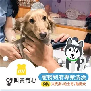【呼叫黃背心】到府寵物洗澡美容(貓咪/隻) 歷史價格詳細信息