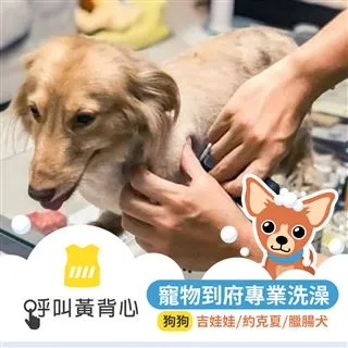 【呼叫黃背心】到府寵物洗澡美容(貓咪/隻) 歷史價格詳細信息