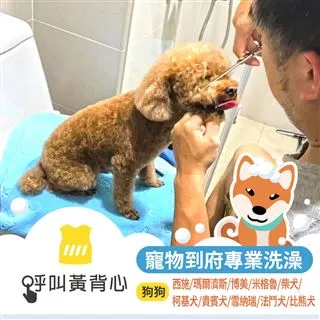 【呼叫黃背心】到府寵物洗澡美容(貓咪/隻) 歷史價格詳細信息