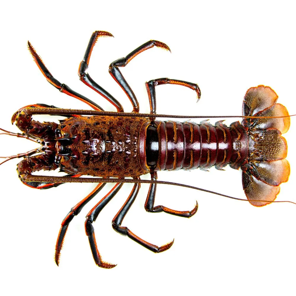 【RealShop】鱘龍魚菲力約200g/包 6包組(真食材本舖) 歷史價格詳細信息