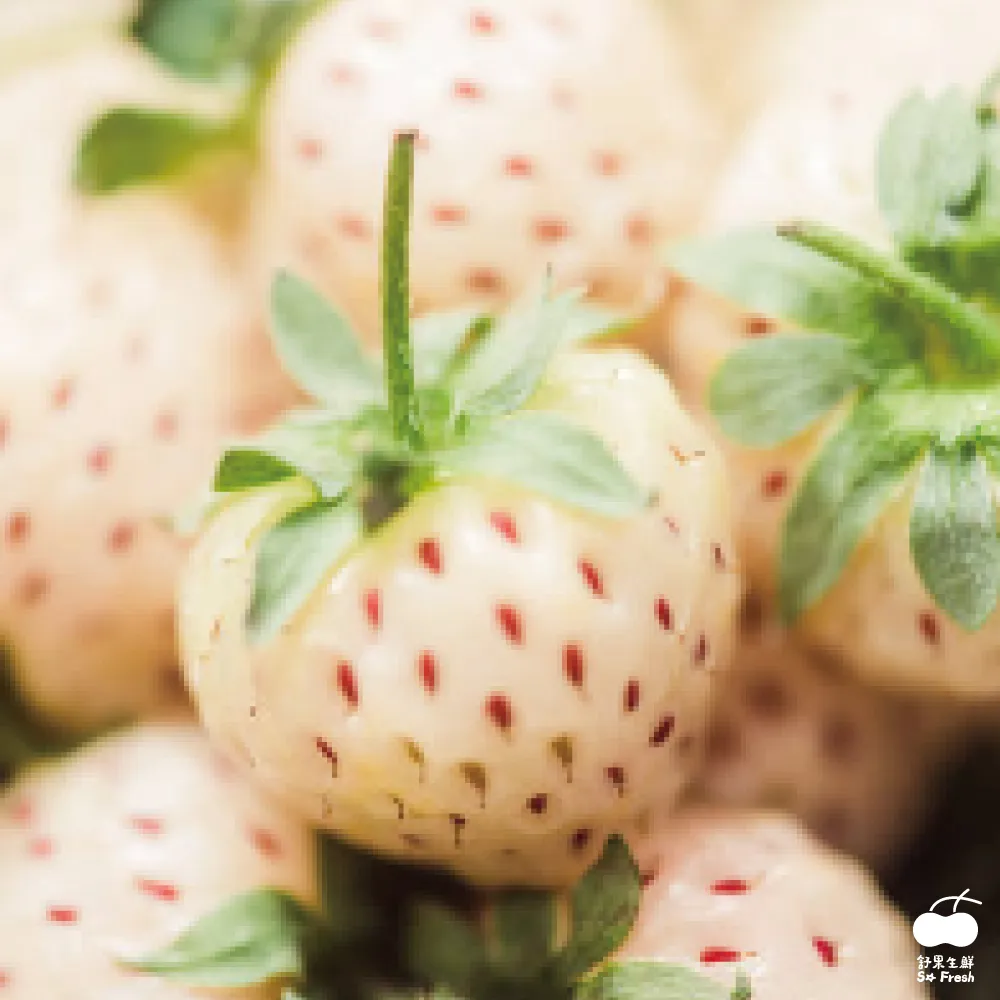 【舒果SoFresh】台灣紅肉火龍果_原裝箱x1箱 (10-11顆/約6kg/原裝箱) 歷史價格詳細信息