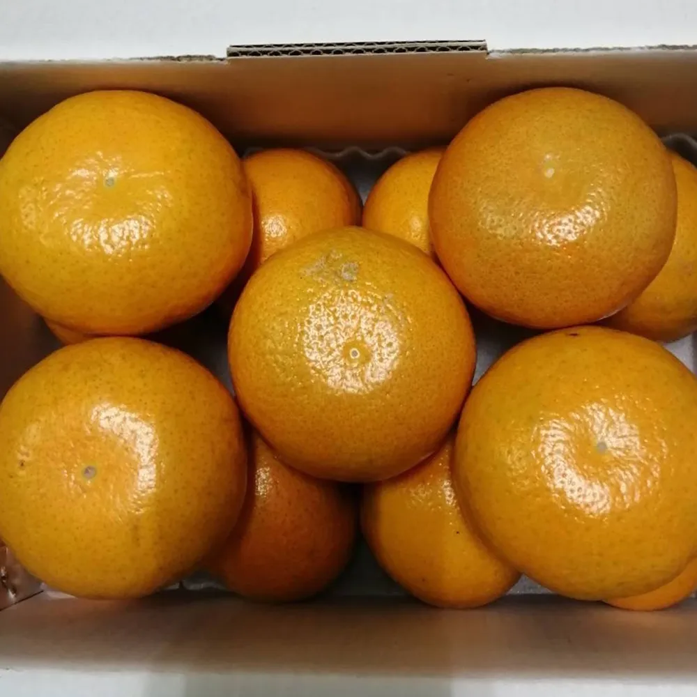 (陳茂豐-鴛鴦.癡情跟你走.新娘杉 正版CD) 空殼 歷史價格詳細信息