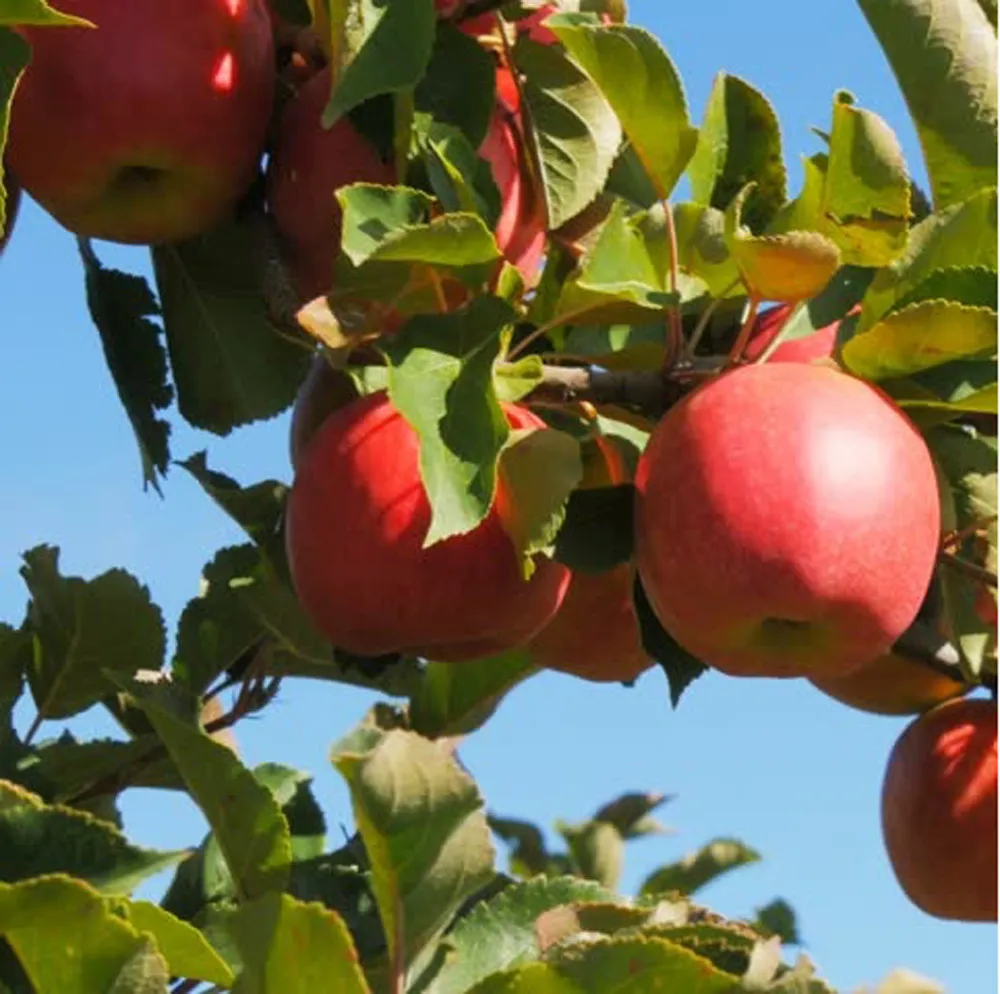 【舒果SoFresh】#105s南非香吉士_105顆x1箱 (105顆/約15kg/原裝箱) 歷史價格詳細信息