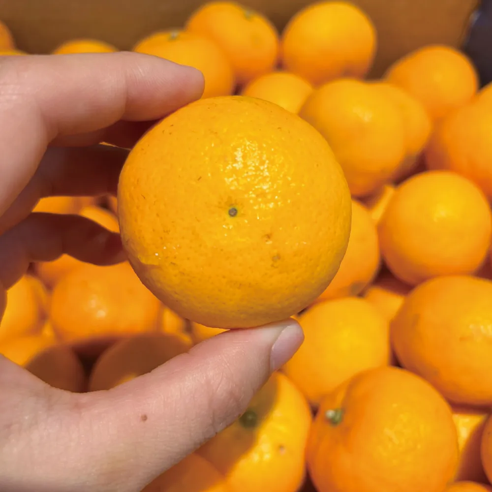 【舒果SoFresh】南非砂糖橘_原裝箱x1箱 (約10kg/原裝箱) 歷史價格詳細信息