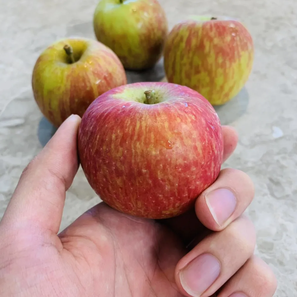 【舒果SoFresh】南非砂糖橘_原裝箱x1箱 (約10kg/原裝箱) 歷史價格詳細信息