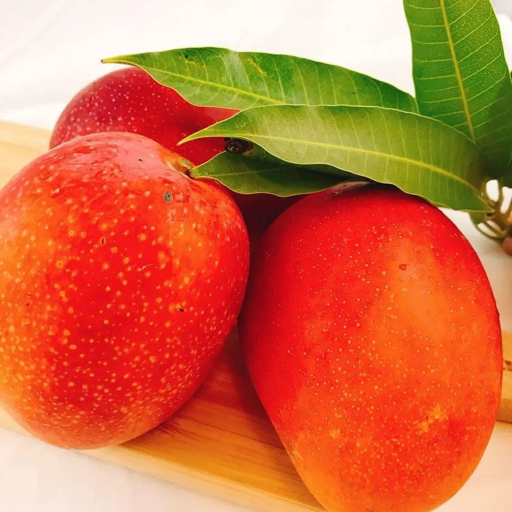 【預購】(鮮活本舖)《台灣直送日本》愛文芒果5kg/箱(8~14顆入) 歷史價格詳細信息