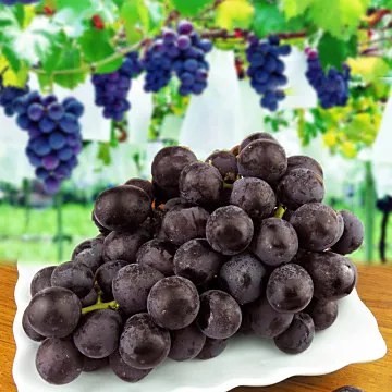 【果之家】高雄燕巢牛奶芭樂珍珠芭樂10台斤(約12-16顆入) 歷史價格詳細信息