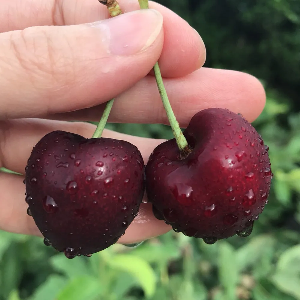 原盒2只大盾代工national老鬆下金腳12au7/ecc169 歷史價格詳細信息