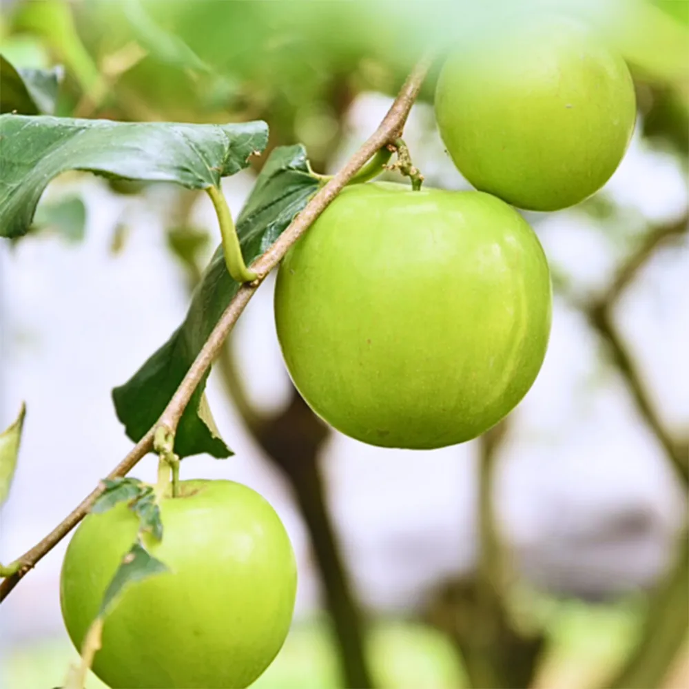 鄰家鮮生海鮮箱：蝦仁+鮭魚+鯖魚 各2包 歷史價格詳細信息