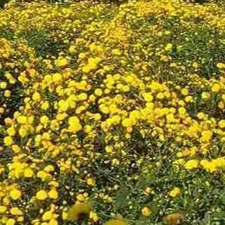 【天菊農場】金銀花經濟包 -防疫好茶飲- 歷史價格詳細信息