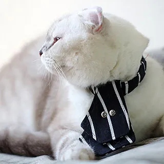 蝴蝶結 鈴鐺 項圈 頸圈 鈴鐺 造型 寵物 變裝 中小型犬 柯基 長毛臘腸 貴賓 柴犬 萌萌 手工製 貓咪 可用 耶誕節 歷史價格詳細信息