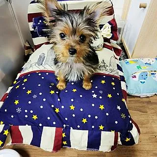 【May shop】貓窩寵物行軍床離地床四季通用可拆洗寵物床狗窩 歷史價格詳細信息