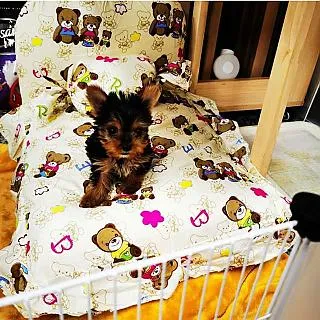 【May Shop】可側開 折疊戶外裝備露營箱收納箱 歷史價格詳細信息