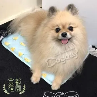 【小玉西瓜】西瓜造型可微波分格餐盒-960ml(密封盒 分裝盒 露營 學生 野餐 保鮮盒 兒童飯盒 便當盒) 歷史價格詳細信息