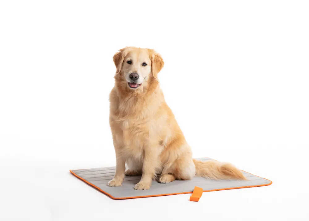 韓國 透亮 貓咪 鑽石 造型 兩色 小抓夾組 歷史價格詳細信息