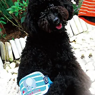 Ayumi寵物背巾Dog Sling 透氣束口袋鼠媽媽袋S號寶藍色 歷史價格詳細信息