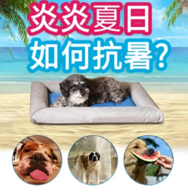 美國K&H 恆溫片(小) 最新保暖方式 安全 寵物保溫用品 冬天必備 DA0014 歷史價格詳細信息