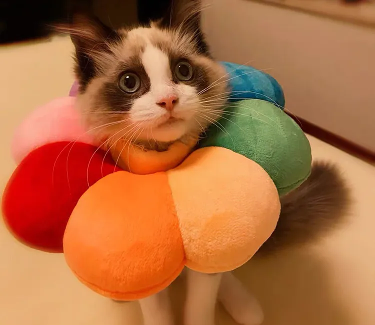 寵物防咬舔頭套圈(防舔 貓頭套 羞恥圈 術後保護 軟頭套 防咬頭套 寵物頭套 伊莉莎白圈 喇叭項圈) 歷史價格詳細信息