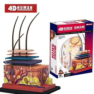 《4D MASTER》人體解剖教學模型系列 - 全透視人體(全身) 626204 歷史價格詳細信息