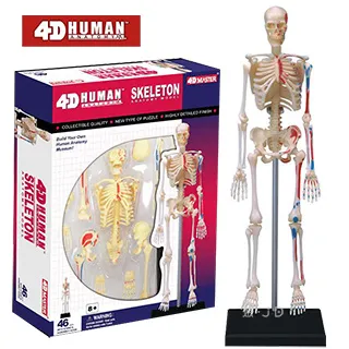 《4D MASTER》人體解剖教學模型系列 - 全透視人體(全身) 626204 歷史價格詳細信息