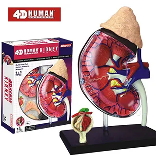 《4D MASTER》人體解剖教學模型系列 - 全透視人體(全身) 626204 歷史價格詳細信息