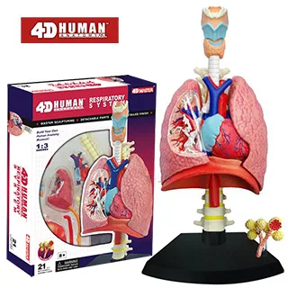 《4D MASTER》人體解剖教學模型系列 - 全透視人體(全身) 626204 歷史價格詳細信息