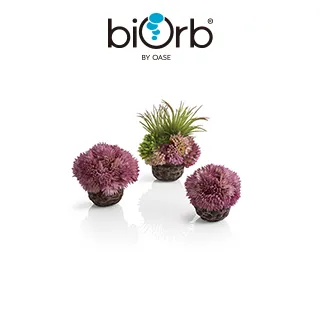 OASE biOrb 紫色仿真海草組(中) 歷史價格詳細信息